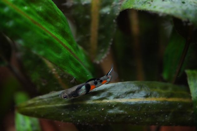 PESCI TROPICALI ACQUA DOLCE - CEPPO PURO - POECILIA WINGEI CAMPOMA EL TIGRE' ! - Foto 4