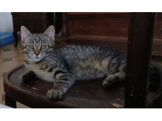 Hari gattina