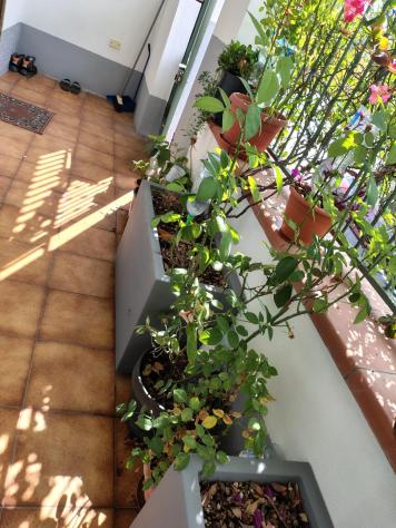 Villetta bifamiliare in vendita a Avenza - Carrara 70 mq Rif: 1341676 - Foto 3
