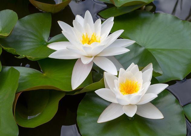 Piante acquatiche fitodepuranti,ossigenanti,ombreggianti per laghetti e acquari
