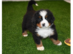Bovaro Del Bernese cuccioli