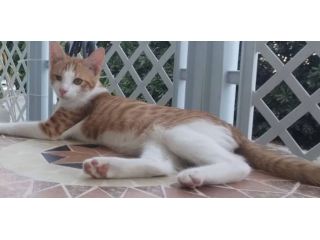 Rossino gattino