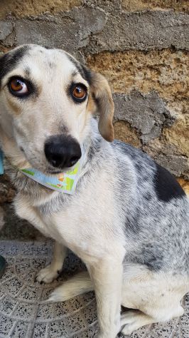 Perla circa 7anni dolci occhioni salvata in strada aspetta da tanto PUGLIA