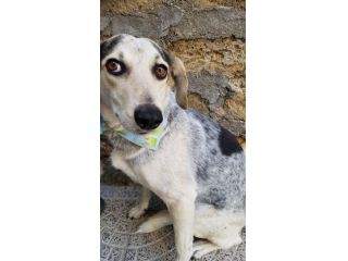 Perla circa 7anni dolci occhioni salvata in strada aspetta da tanto PUGLIA