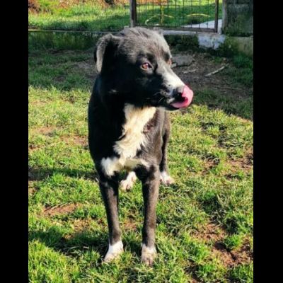 BENNY TENERO E AFFETTUOSO, CAGNOLINO IN ADOZIONE - Foto 10