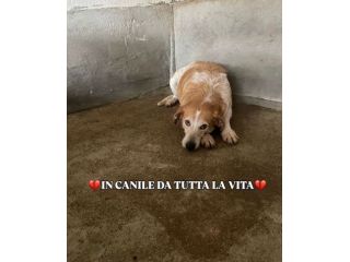 Erano solo cucciole,  CAMILLA e CATERINA CERCANO SALVEZZA CAGNOLINE IN ADOZIONE