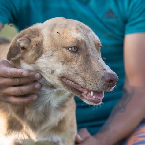 Shiro e Scooby 2anni ed invisibili in canile.NAPOLI - Foto 9