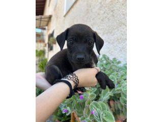Gennarino cucciolo taglia piccola