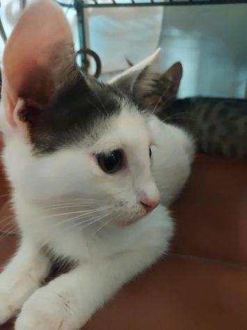 Regalo gattini - Foto 2