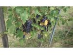 Terreno agricolo in vendita a Colle di Val d'Elsa 20300 mq  Rif: 845100