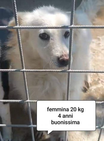 CANI IN ADOZIONE URGE AIUTARLI - Foto 4