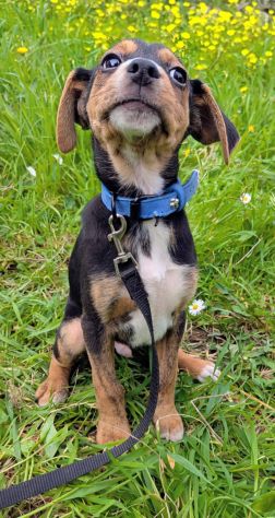 Albert, cucciolo meraviglia - Foto 2