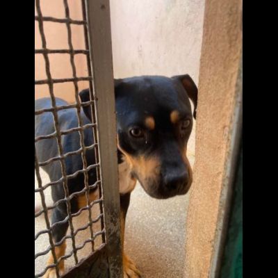 Janette mamma, Jordan papà, Soraya cucciola, cani in adozione - Foto 3