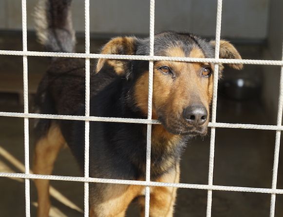 CANE IN ADOZIONE: GRISU' il lupetto abbandonato. - Foto 10