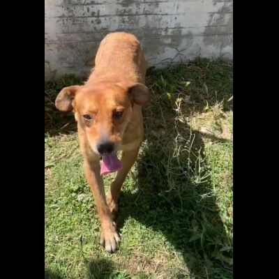 VICTOR TIMIDO E TRANQUILLO, CAGNOLINO IN ADOZIONE - Foto 7