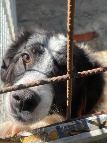 MANDY 3 ANNI 15 KG SIMIL BORDER COLLIE - Foto 3