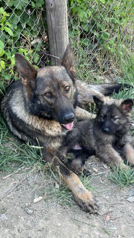 Disponibili graziosi cuccioli di Pastore Tedesco da Lavoro - Foto 4