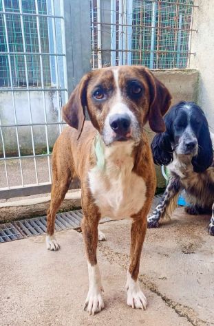 AKY E LA SUA STORIA CAGNOLINO IN ADOZIONE - Foto 3