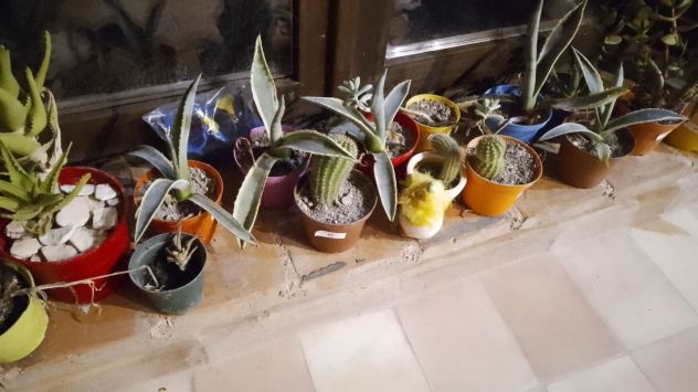 Piante succulente