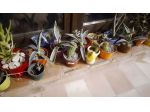 Piante succulente
