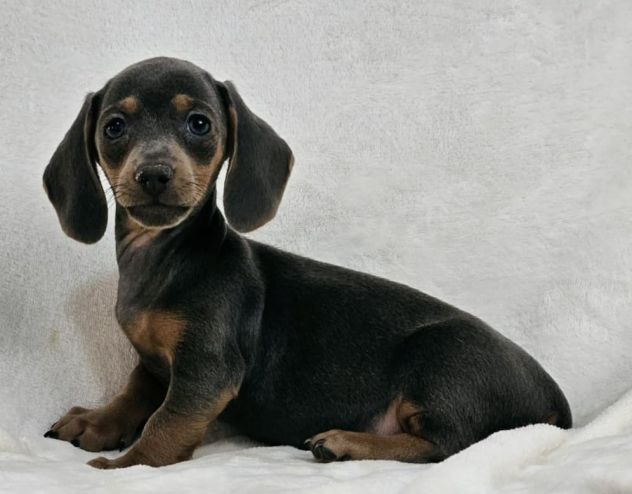 Adorabili cuccioli di Bassotto ideali per bambini e famiglie - Foto 3