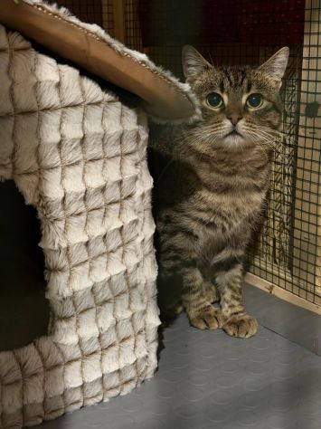 TIGRO, tenero gatto in adozione! - Foto 4