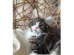 Affettuoso Maine Coon