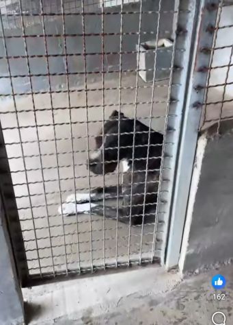 RONALDO equilibrato e socievole CANE IN ADOZIONE - Foto 10