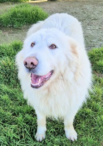 Molly,non deve spegnersi in canile... - Foto 3