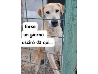 VENTO 8 ANNI taglia media IN CANILE