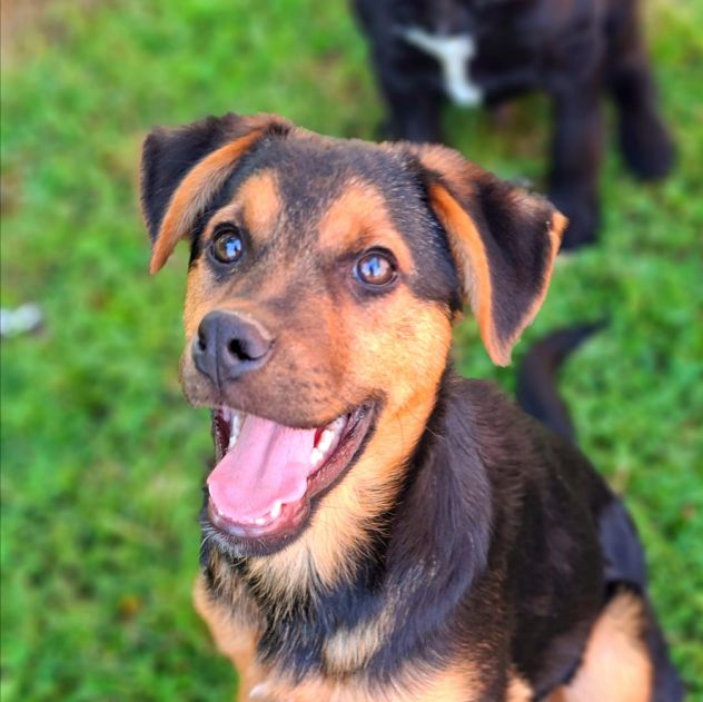 DARIUS, cucciolo mix PASTORINO dall'anima gentile. - Foto 8