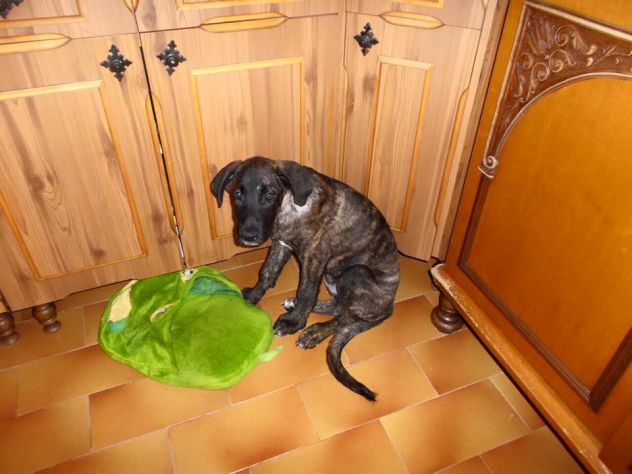 Sette cuccioloni deliziosi in cerca di casa - Foto 3