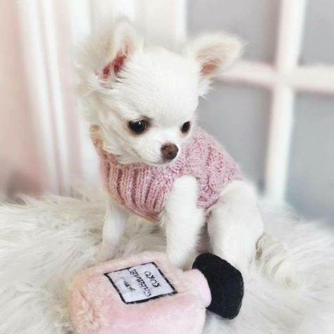 CUCCIOLI DI CHIHUAHUA DISPONIBILI - Foto 4