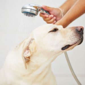 ACCESSORI X CANI E GATII - E TOLETTATURA A MILANO CENTRO - Foto 2