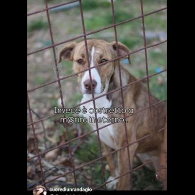 MACCHIA UNA NUOVA VITA PER LEI CAGNOLINA IN ADOZIONE - Foto 3