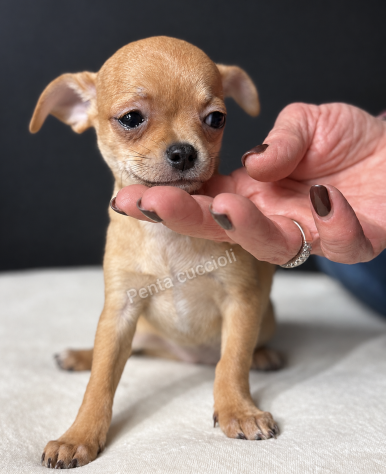 Csandra - Chihuahua toy femmina di 3 mesi, dolce e mansueta - Foto 3