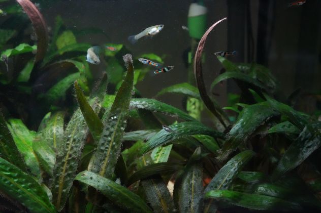 PESCI TROPICALI ACQUA DOLCE - CEPPO PURO - POECILIA WINGEI CAMPOMA EL TIGRE' ! - Foto 2