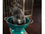 BULLDOG FRANCESE CUCCIOLI BLU - BOULEDOGUE puppy