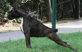 BOXER CUCCIOLI A VENEZIA- ALLEVAMENTI BOXER A VENEZIA - Foto 9