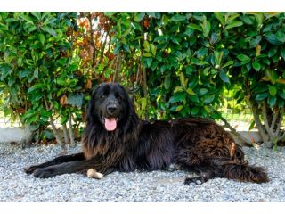 Ciccio