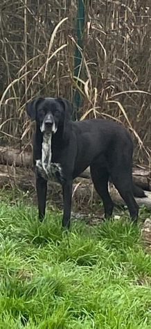 LIA: SIMPATICISSIMA CAGNOLINA DA ADOTTARE !!!! - Foto 3