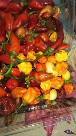 Semi Peperoncino Carolina Reaper, 7 Pot, Habanero, Diavolicchio, ..... - Foto 7