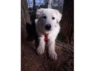 COCCO, dolce mix golden / spinoncino