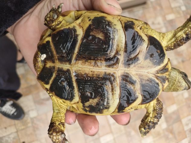 Testudo horsfieldii - Foto 4