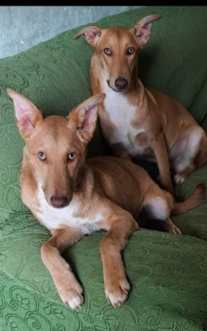Simil Cirneco 3anni occhi chiari(+altri fratelli  )SIRACUSA