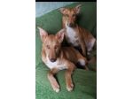 Simil Cirneco 3anni occhi chiari(+altri fratelli  )SIRACUSA