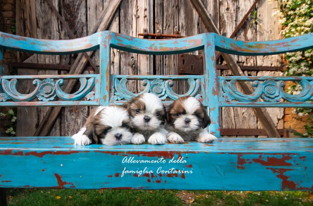 CUCCIOLI SHIHTZU - Foto 2
