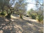 Perdifumo, Terreno Di 18.000 Mq Vista Mare Con Un Rudere