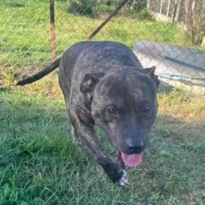 Zaza' ha un' indole meravigliosa, affettuoso cane in adozione 20 kg di tenerezza - Foto 2