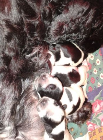 Cucciolata Cocker spaniel inglese Blu 5 - Foto 8
